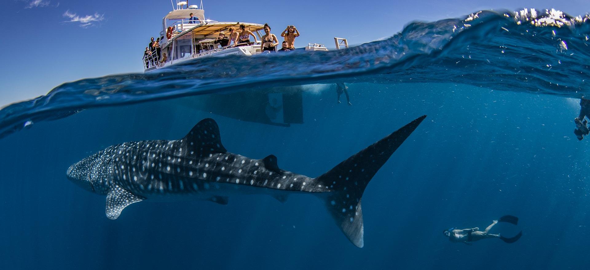 Swim with Whale Sharks